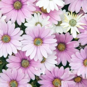 Trade With My Babe ❤️